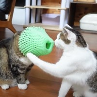 被り物をしていた猫→『落とされた』結果…思わず爆笑してしまうやり取りの様子が16万再生「情報量多すぎるｗ」「台本あるみたいな展開」