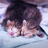 今にも消えそうだった『低体重の子猫兄弟』をお世話した結果…112日目の光景に涙が止まらないと号泣する人続出「本当に感動」「涙で画面が」
