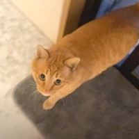 『リビングに侵入した野良猫』を観察していたら…予想外すぎる『まさかの姿』に思わず笑ってしまうと67万再生「吹いた」「何かほのぼの」