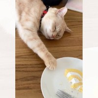 ロールケーキを盗みたい猫が考えた結果…まさかの『寝たふりしたらバレないと思ってる姿』が222万再生「チラッチラ見るの草」「5歳児ｗ」