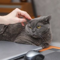 猫の『耳が熱い』かも？と思ったら…考えられる5つの原因　普段から触ってチェックを
