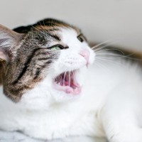 猫は『怖い生き物』にもなり得る3つの理由　正しく理解して安全な関係を築こう