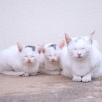 『猫の推定年齢』を判断するときに見るべき体のパーツ5選　歯や目…猫の状態が教えてくれること