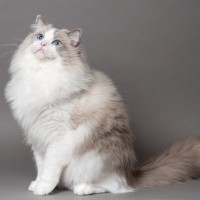 ゴージャスな被毛が自慢！『長毛種の猫』ベスト5　性格や特徴、飼い方のポイントなどをご紹介