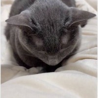 ウトウトしている猫を見ていたら…あまりにも見事な『寝落ちの瞬間』に8万8000いいね「思わずニッコリｗ」「オチをわかってても笑う」