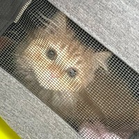 猫のお腹あたりに『しこり』を発見→病院に連れて行ったら…まさかの"診断結果"が1000万表示「予想外すぎるｗ」「全員かわいい」