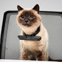 野良から「猫権」養護の弁護士になって、多くの人々の心にふれた猫　ブラジル