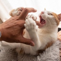 猫が『あんた大っ嫌い！』と思っている相手にする行動7選　見られたらどうすれば？