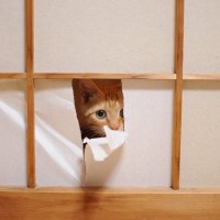 猫がやりがちな『お部屋荒らし』8選　猫たちの“犯行”を予防するための対策も