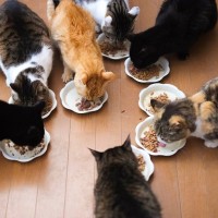 猫にとって『ベストな食事場所』の条件5選　より快適な食事タイムのために守りたいこと