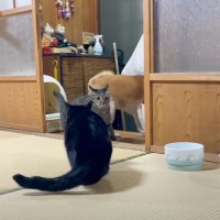 パパが『サプライズ帰宅』したら、猫と柴犬が…『まさかのリアクション』が笑えると7万再生「可愛くて涙でたｗ」「一番のビビリバレたｗ」