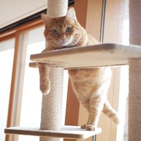 猫のキャットタワーは『突っ張り型』『据え置き型』どっちがいい？それぞれのメリット・デメリット