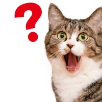 猫をびっくりさせてしまう『飼い主さんの行動』3選　驚かせないほうがいい理由も