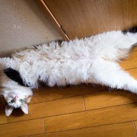 愛猫の『おヘソ』見たことがありますか？特徴や探し方、おヘソにまつわるチェックポイント