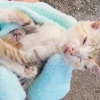 『カラスに襲われ、命が危うい子猫』保護して回復剤を与えた結果…感動の『命のリレー』が39万再生の大反響「涙が止まらない…」「幸せに！」