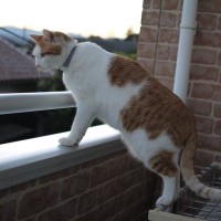 猫を『ベランダに出す』のはダメ？考えるべき3つのリスク
