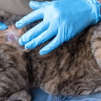 カビが原因で起こる猫の『皮膚糸状菌症』症状や治療法などを解説　人にもうつる可能性が
