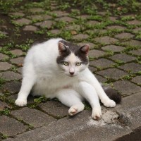 猫の『座り方がおかしい』と思ったら疑うべき病気5選　痛みや違和感が原因かも？