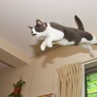 『フライングキャットシンドローム』を知っていますか？猫の落下事故につながる危険な行動