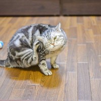 猫が『春に気をつけるべき健康トラブル』3選　季節の代わり目は猫も体調を崩しやすい？