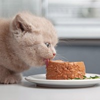 猫に『ウェットフード』は与えたほうがいい？メリット・デメリットや上手な活用法