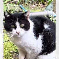 イノシシの罠にかかって『歩けなくなった猫』を保護→家族に迎えてから半年後の姿が……「泣ける」「愛してくれてありがとう」と24万再生