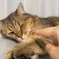 横向きで寝ていた丸顔の猫→寝癖がついた結果…嘘みたいに『凹んだ顔』が面白すぎると爆笑の声「シュッとしたｗ」「左右で違うｗ」