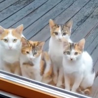 『庭に来るようになった親子猫』→現在は……並んで家の中を見ている姿が可愛すぎると280万再生「みんなそっくり！」「すごい圧」と話題
