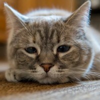 猫が『おもちゃで遊ばなくなった』のはなぜ？3つの原因　愛猫を遊びに誘う方法も