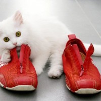 『靴・スリッパ』が大好きな猫…なぜ？考えられる4つの理由　匂いがたまらにゃい！？