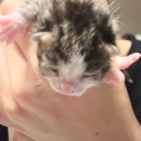 生後0日で『捨てられていた赤ちゃん猫』を保護した結果…→4ヶ月が経過した『現在の姿』に「救ってくれてありがとう」「涙があふれた」の声