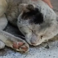 体中が傷だらけで『ボロボロのボス猫』が保護された結果…大切な家族の一員となった現在の様子に「涙が溢れた」「すごく感動した」と38万再生