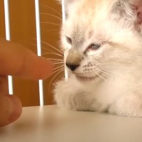 保健所にいた小さな子猫を引き取って４ヶ月間を共に過ごした結果…心温まる『成長記録』に涙が止まらないと211万再生「素敵」「可愛すぎて涙」