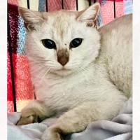 極寒の日に木の下で寝ていた『ケガだらけの子猫』と出会って約1年…幸せが伝わる『現在の姿』に感動の声「胸がジ～ンときた」「素敵な出会い」