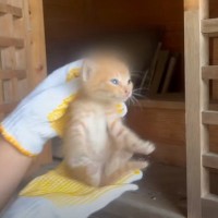 実家のまえで保護した『手のひらサイズの子猫』→立派に成長した現在の様子に感動の声続出「幸せそうで素敵」「もらい泣きした」