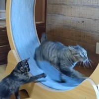 回し車で遊んでいた猫→ほかの猫が乗ってきたら…まさかの『絶対に譲らない光景』が面白すぎると78万再生「走りながら威嚇してて草」「凄いｗ」