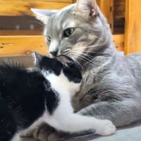 ボス猫と仲良くなりたい新入り保護子猫→アタックし続けた結果が……「とても感動」「愛に溢れてて素敵」と15万4000再生の反響