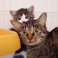 『5日間一人で野外を生き抜いた子猫』→母猫と再会して…尊すぎる『奇跡みたいな光景』が13万再生「母さんの表情が…」「生きてて良かった」