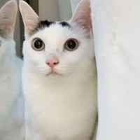 『掃除機が天敵な猫』パパが掃除を始めて…爆笑の『まんまるすぎる表情』が2.7万再生「前世で何が有った…」「可愛いと可哀そうが渋滞ｗ」