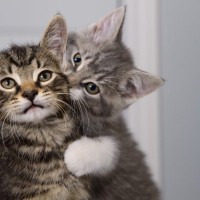 猫にとって『親兄弟』はどういう存在？猫社会に見る“血縁関係”の意味　一度離れると縁が切れる？