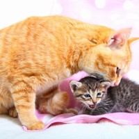 猫の『グルーミング』にはいろいろな役割が…愛猫がせっせとお手入れをする3つの意味