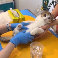 動物病院に子猫を連れていったら、獣医さんたちが…思わず笑みが溢れる『診察風景』が164万再生「ほっこりした」「連れて帰りたい」と話題