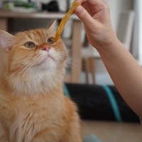 猫の寿命が短くなってしまう『ダメな飼い方』4選　心がけ次第で改善できる？