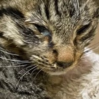 凍えるような雪の日に『動けなくなっていた子猫』を保護→２週間後の姿が……思わず涙がでてくる展開に「本当にありがとう」「よく頑張ったね」