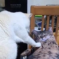 めちゃめちゃリアルな"猫クッション"持ち帰った結果→『愛猫の反応』が可愛すぎると154万表示「寝てる人を起こす駅員」「本物かと思ったｗ」