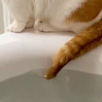 『猫、自ら進んでしっぽ湯を…』まさかのお風呂大好きな光景が癒やされると206万表示「足湯感覚なのかな」「いい湯だにゃ～」