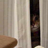 怖いからやめなさいよ…薄暗いカーテンの隙間から『覗いてくる猫』がホラーすぎると136万表示「夜だったら悲鳴あげそう」「心臓に悪いヤツ」