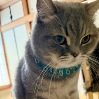 起きたら枕元に…猫が持ってきた『意外なもの』とは？→「すごい愛されてる」「ヘビがいたことも…」と9万4000いいねの反響