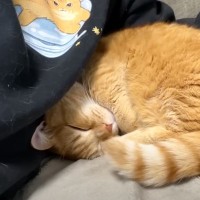 3日ぶりにパパが帰ってきたら、猫が……破壊力高すぎる『まさかの光景』に悶絶の声「3日の反動はすごい」「天使」と9万4000再生