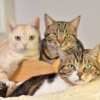 猫の『多頭飼育』守るべき3つの注意点　環境作りや慣らし方…失敗しないために気をつけるべきこと